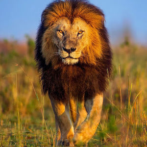 Meet your Posher, Ariel